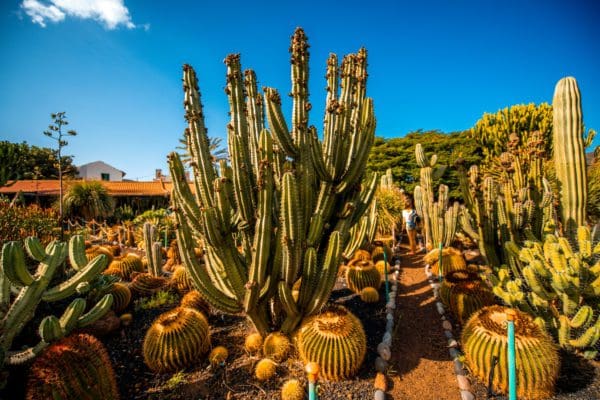 Kaktusgarten in Gran Canaria