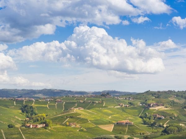 Weinreben im Piemont