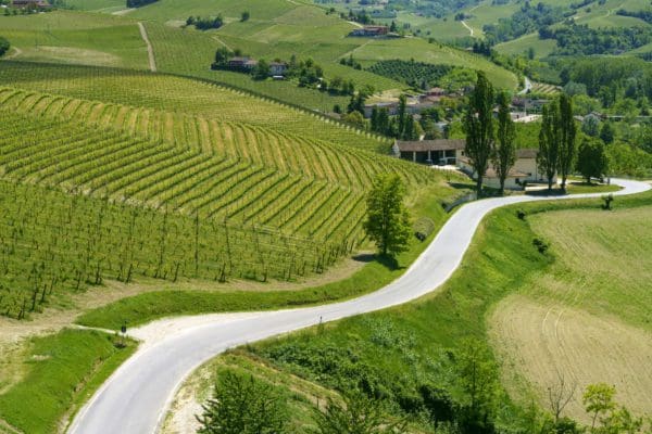 Weinreben im Piemont