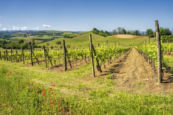 Weingut im Piemont