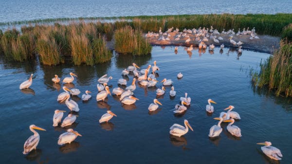 Weisse Pelikane in der Donau
